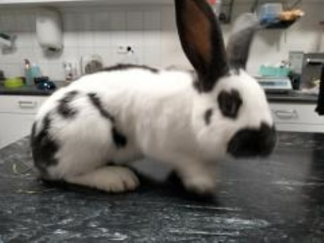 Knaagdier / Haasachtige Konijn