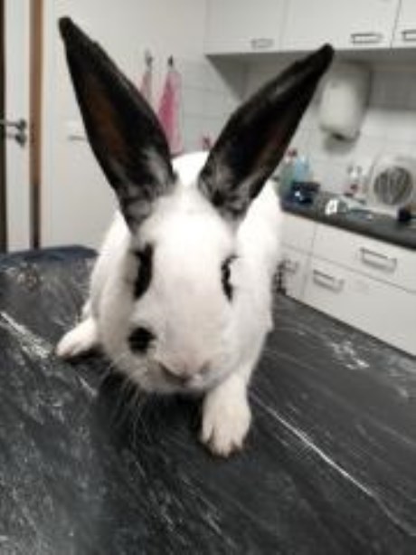 Knaagdier / Haasachtige Konijn