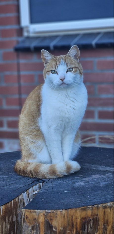 Kat Europese korthaar of huiskat