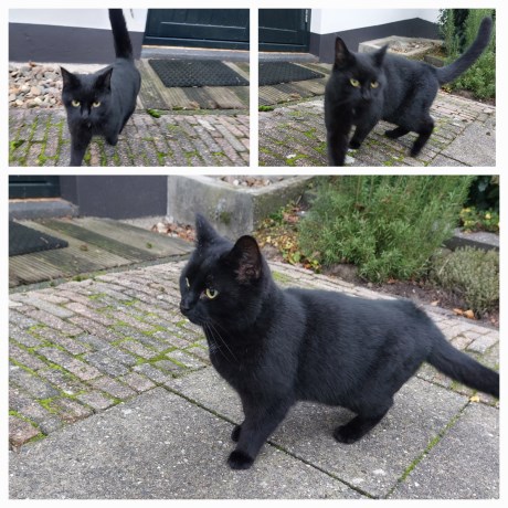 Kat Europese korthaar of huiskat