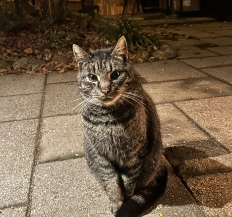 Kat Europese korthaar of huiskat