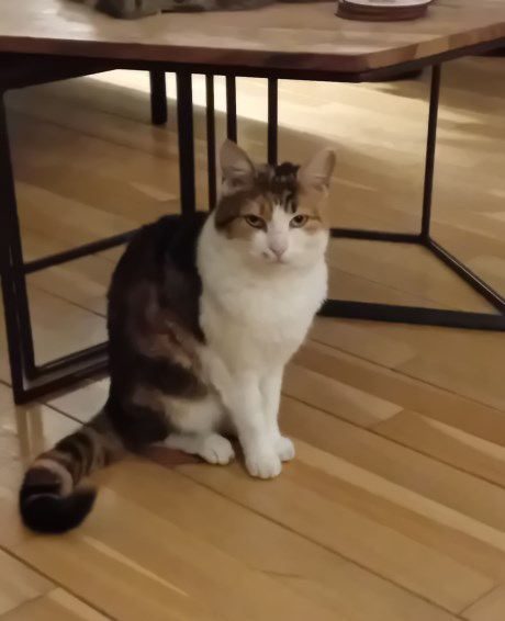 Kat Europese korthaar of huiskat