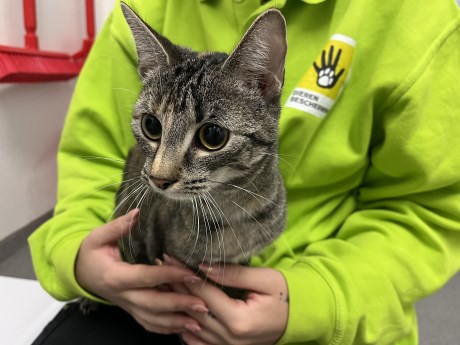 Kat Europese korthaar of huiskat