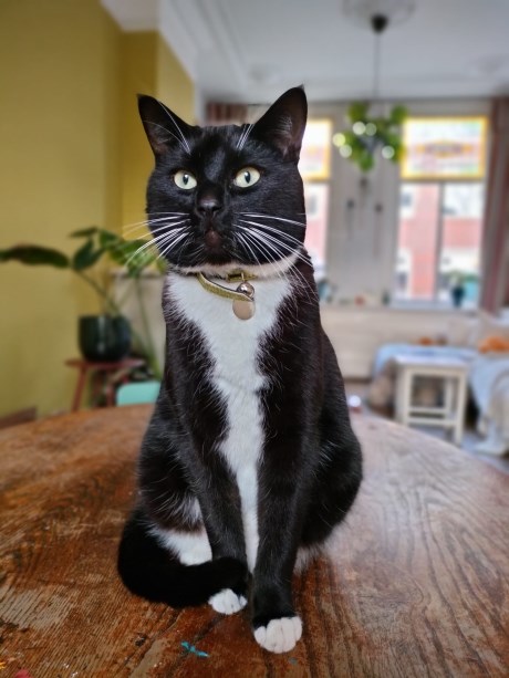 Kat Europese korthaar of huiskat