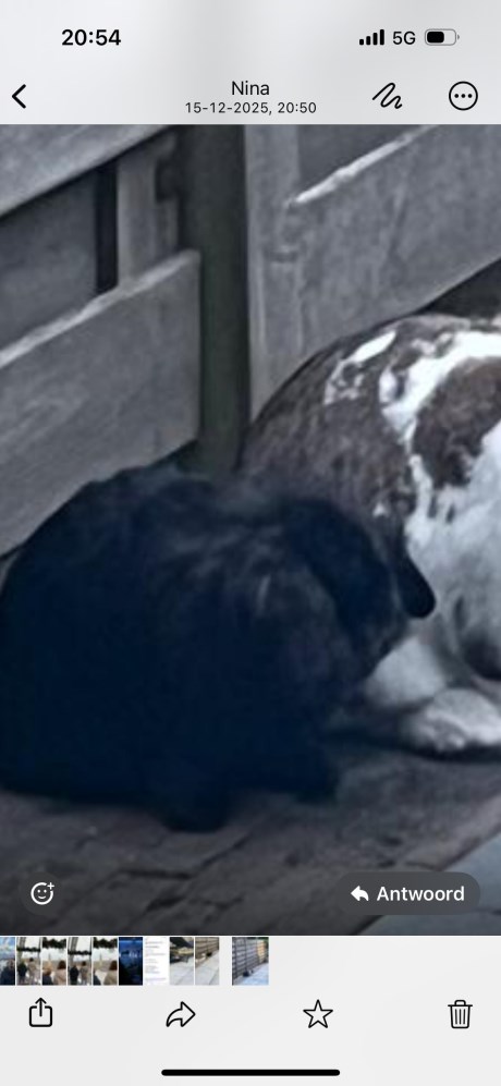 Knaagdier / Haasachtige Konijn