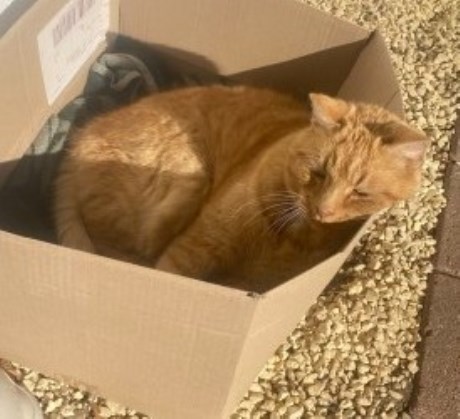 Kat Europese korthaar of huiskat