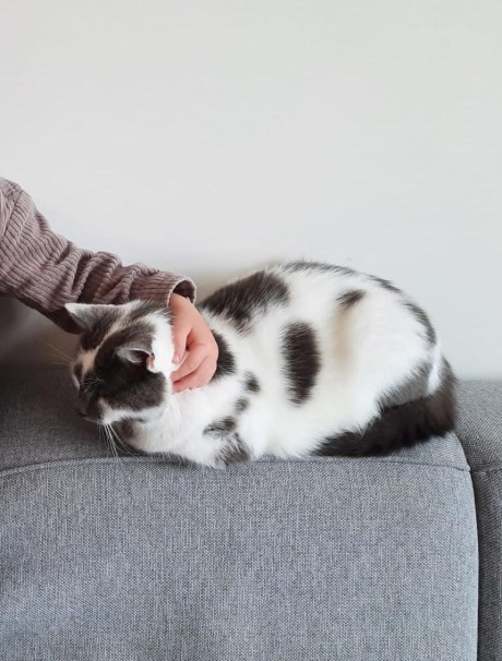 Kat Europese korthaar of huiskat