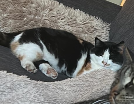 Kat Europese korthaar of huiskat