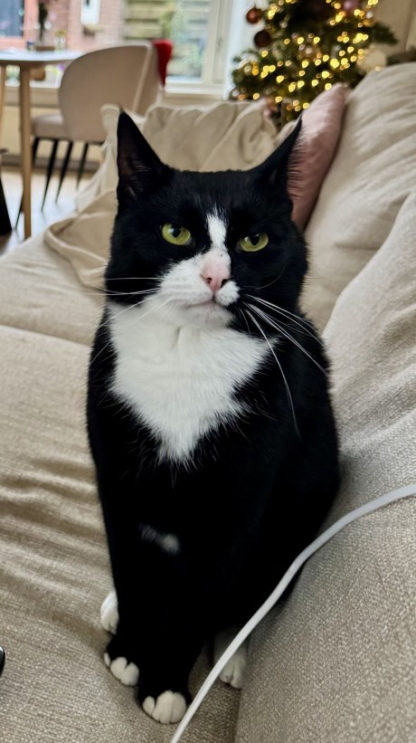 Kat Europese korthaar of huiskat