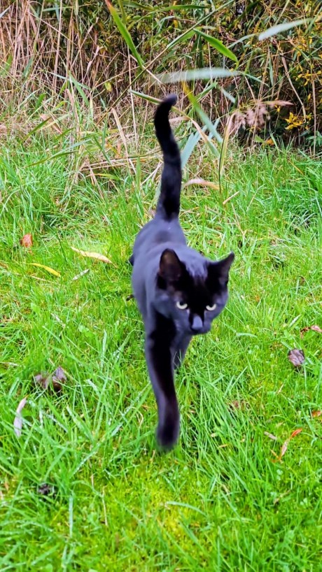 Kat Europese korthaar of huiskat