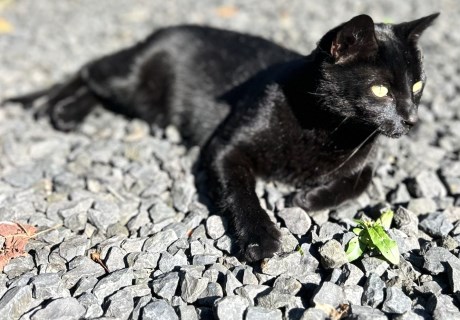 Kat Europese korthaar of huiskat