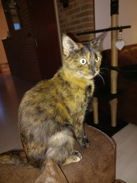 Kat Europese korthaar of huiskat