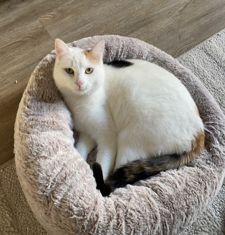 Kat Europese korthaar of huiskat