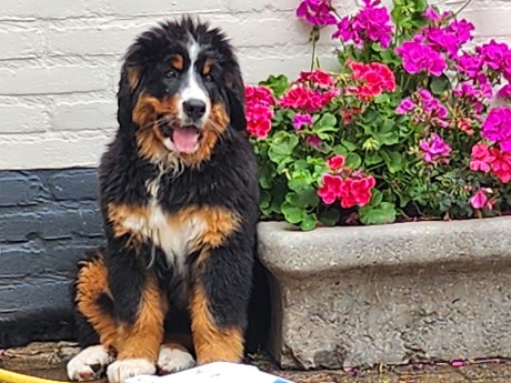 Hond Berg- en Sennenhond