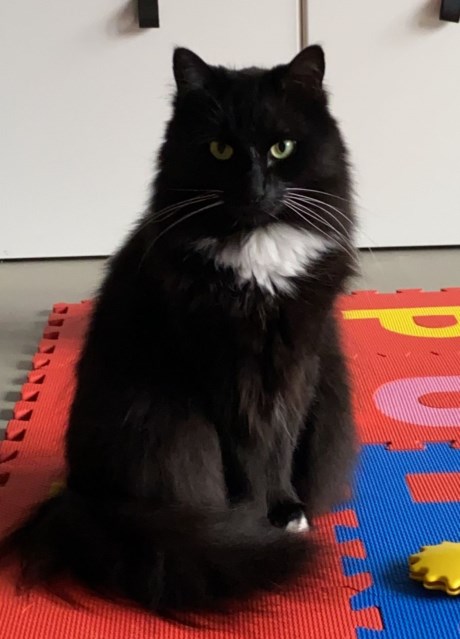 Kat Europese korthaar of huiskat