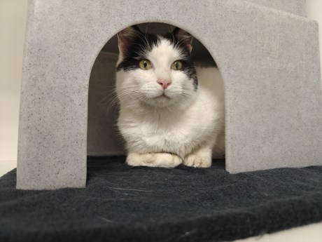 Kat Europese korthaar of huiskat