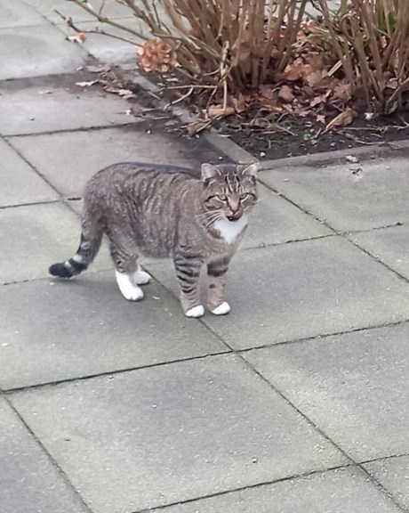 Kat Europese korthaar of huiskat