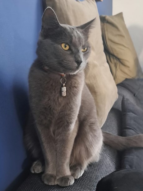 Kat Europese korthaar of huiskat