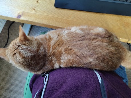 Kat Europese korthaar of huiskat