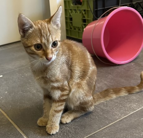 Kat Europese korthaar of huiskat