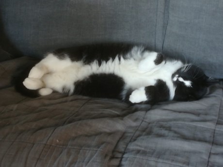 Kat Europese korthaar of huiskat