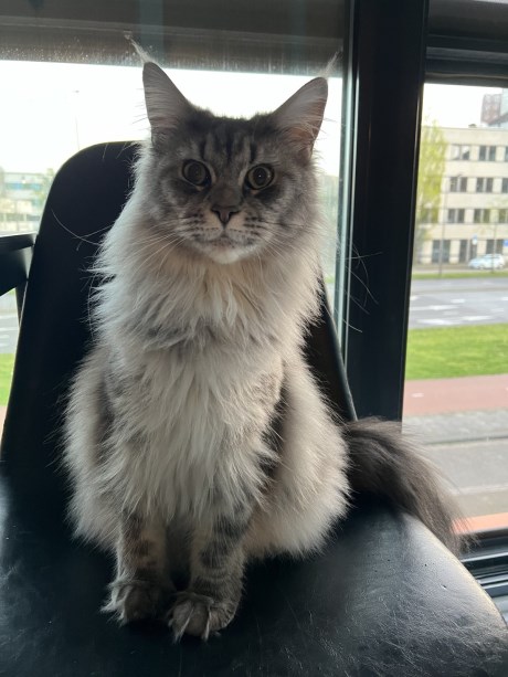 Kat Maine Coon