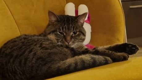 Kat Europese korthaar of huiskat