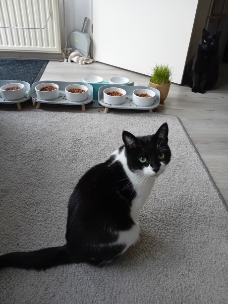 Kat Europese korthaar of huiskat