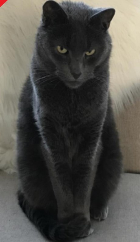 Kat Europese korthaar of huiskat