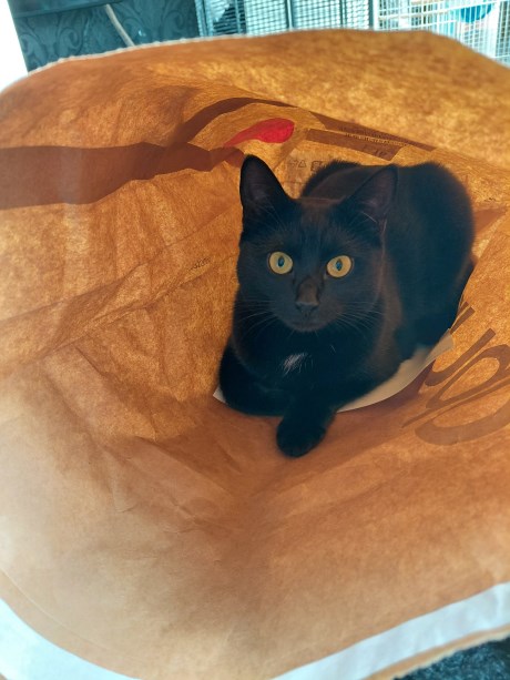 Kat Europese korthaar of huiskat