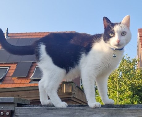 Kat Europese korthaar of huiskat