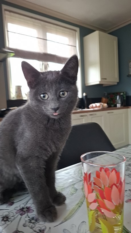 Kat Europese korthaar of huiskat