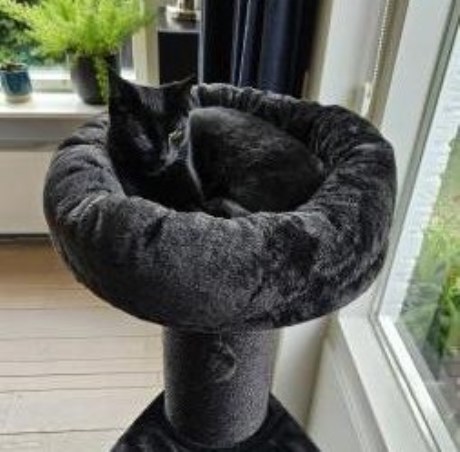 Kat Europese korthaar of huiskat