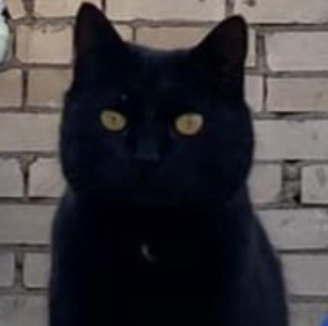 Kat Europese korthaar of huiskat