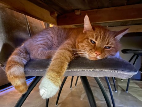 Kat Europese korthaar of huiskat