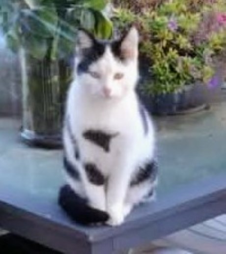 Kat Europese korthaar of huiskat