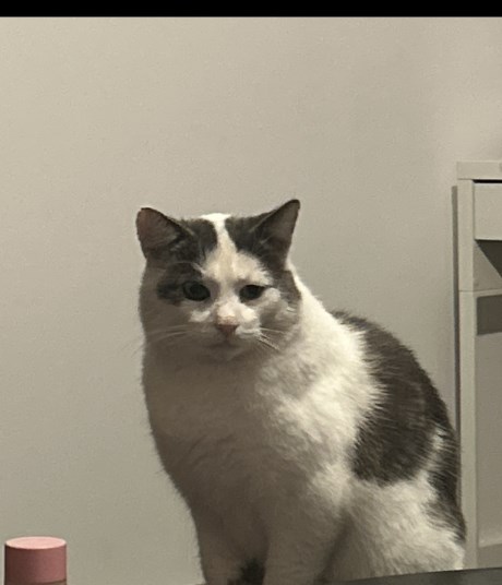 Kat Europese korthaar of huiskat