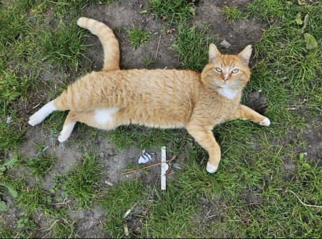 Kat Europese korthaar of huiskat