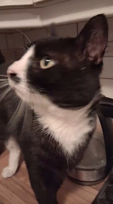 Kat Europese korthaar of huiskat