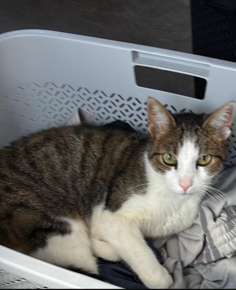 Kat Europese korthaar of huiskat