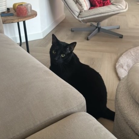 Kat Europese korthaar of huiskat