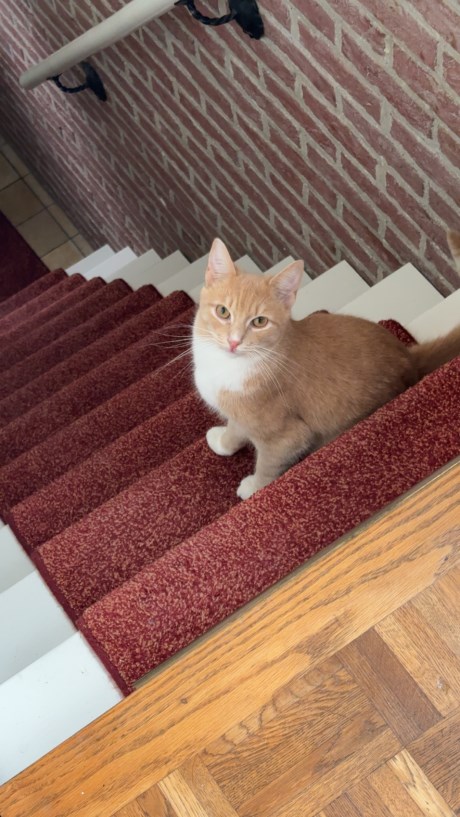 Kat Europese korthaar of huiskat