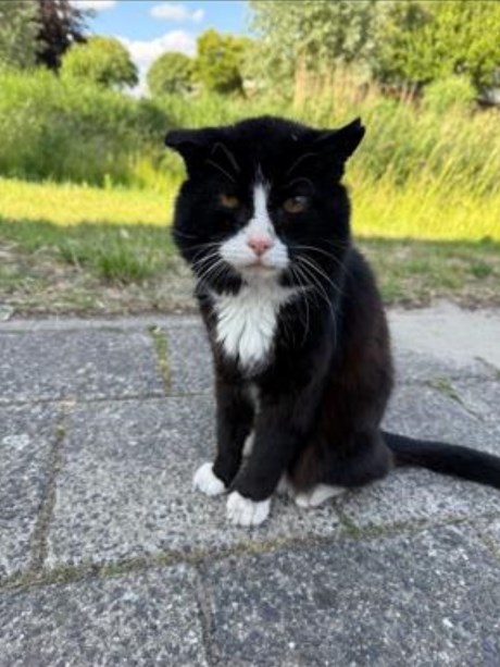 Kat Europese korthaar of huiskat