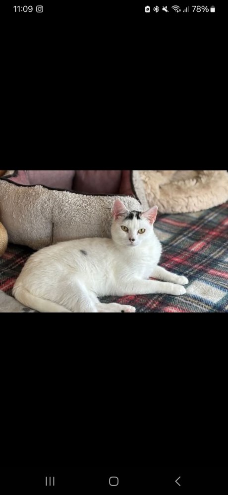 Kat Europese korthaar of huiskat