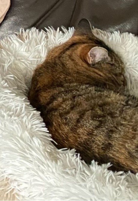 Kat Europese korthaar of huiskat