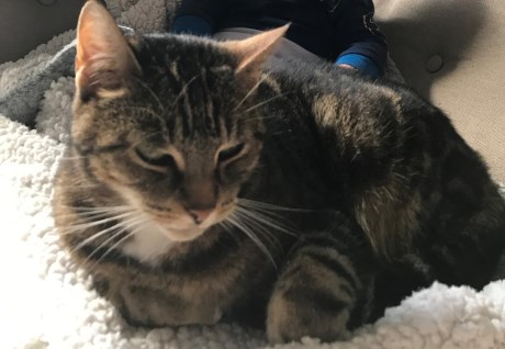 Kat Europese korthaar of huiskat