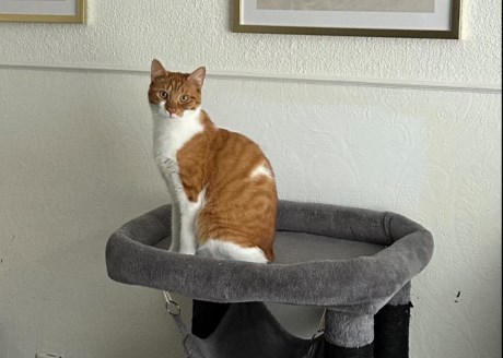 Kat Europese korthaar of huiskat