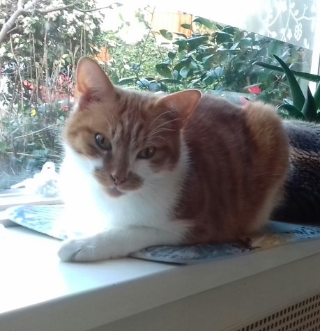 Kat Europese korthaar of huiskat