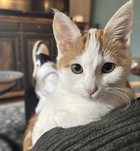 Kat Europese korthaar of huiskat