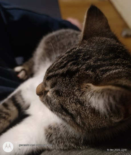 Kat Europese korthaar of huiskat